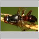 Sepsis punctum - Schwingfliege 01c 5mm.jpg